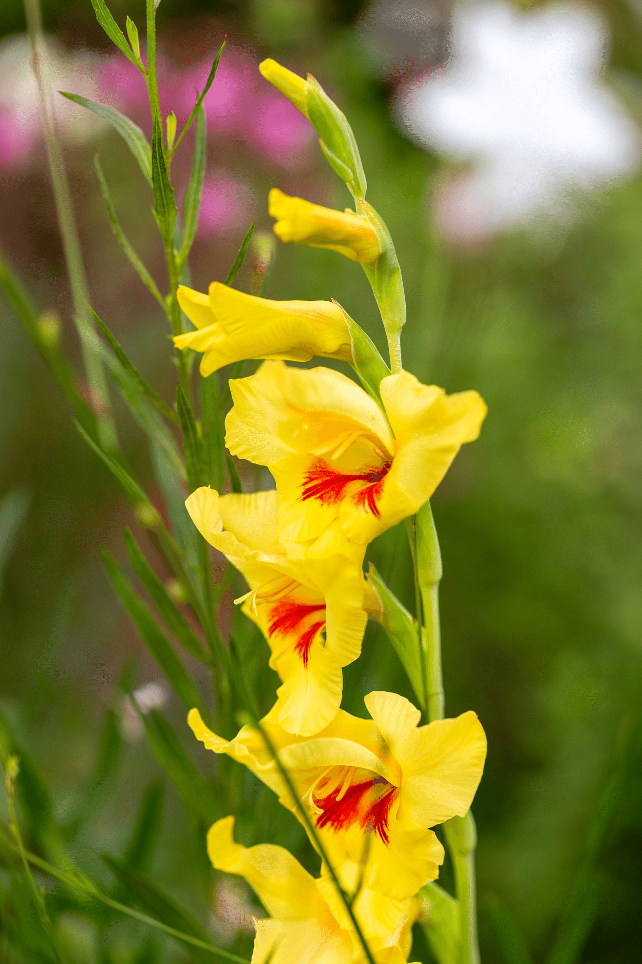グラジオラス｜くろねこ