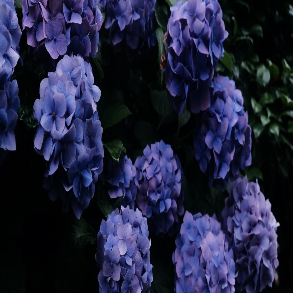 X-H2で紫陽花をいろいろ撮ってみる（素人がプロなるための260週の記録