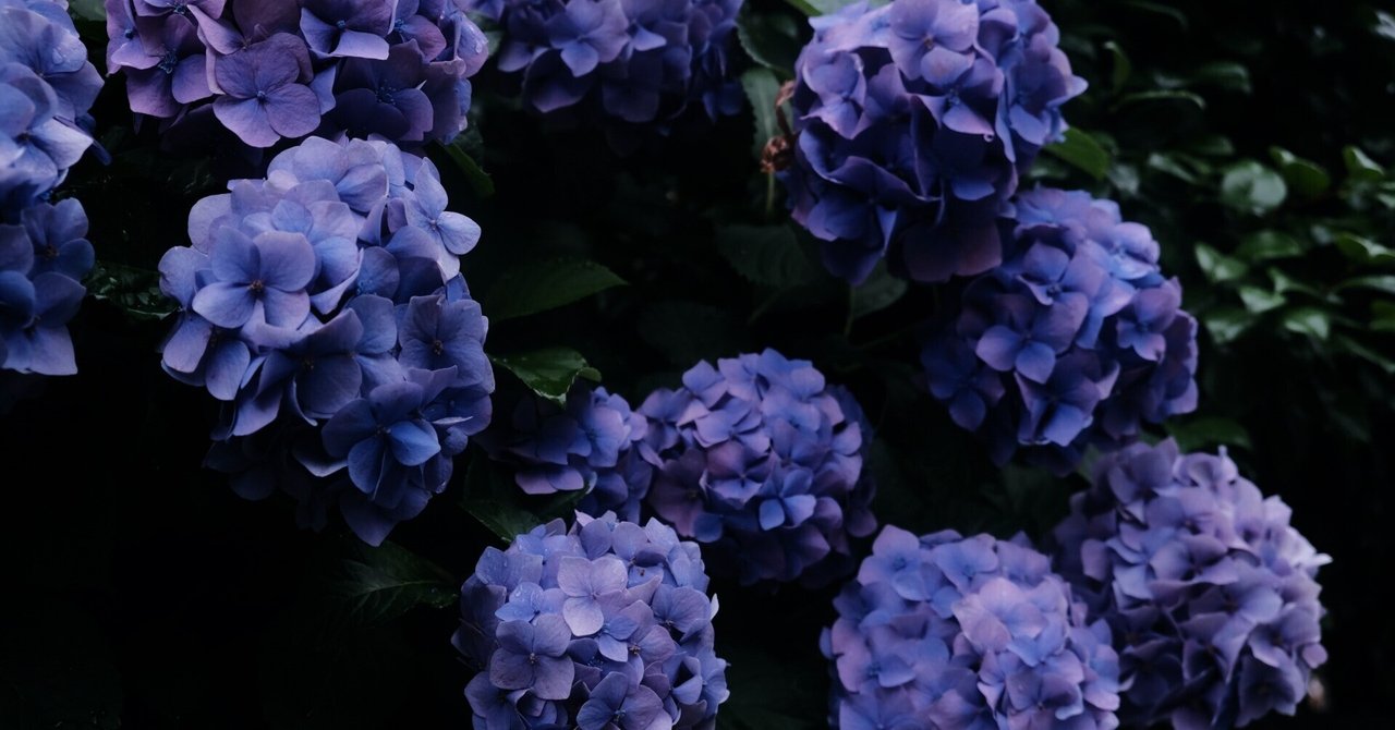 X-H2で紫陽花をいろいろ撮ってみる（素人がプロなるための260週の記録