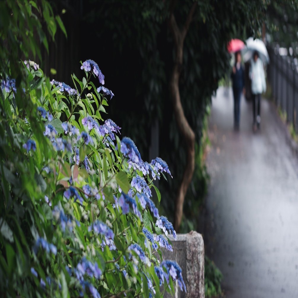 雨の日スナップ：XF90mm f2 R LM WR｜栗きんとん