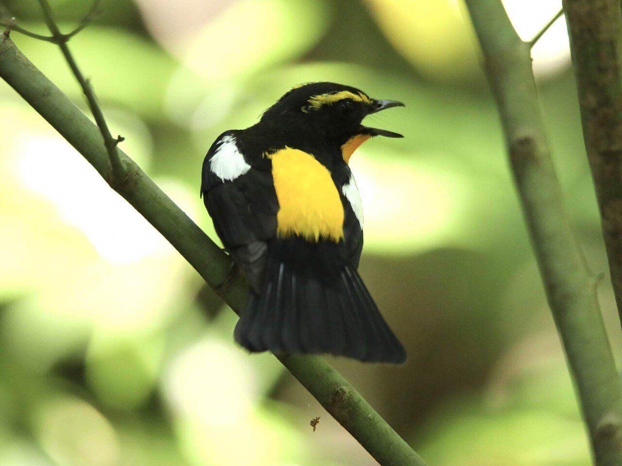夏に見れる黄色い鳥、キビタキ｜くまごろう
