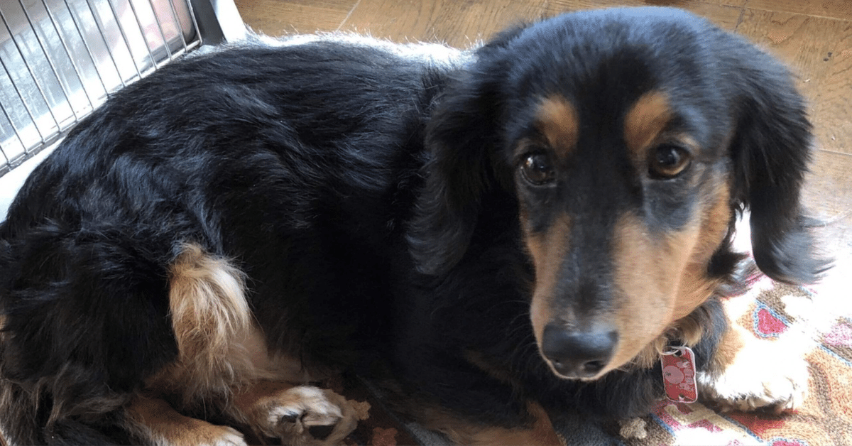 ち*♪様 木彫り ダックスフント(レッド) 【公式通販】