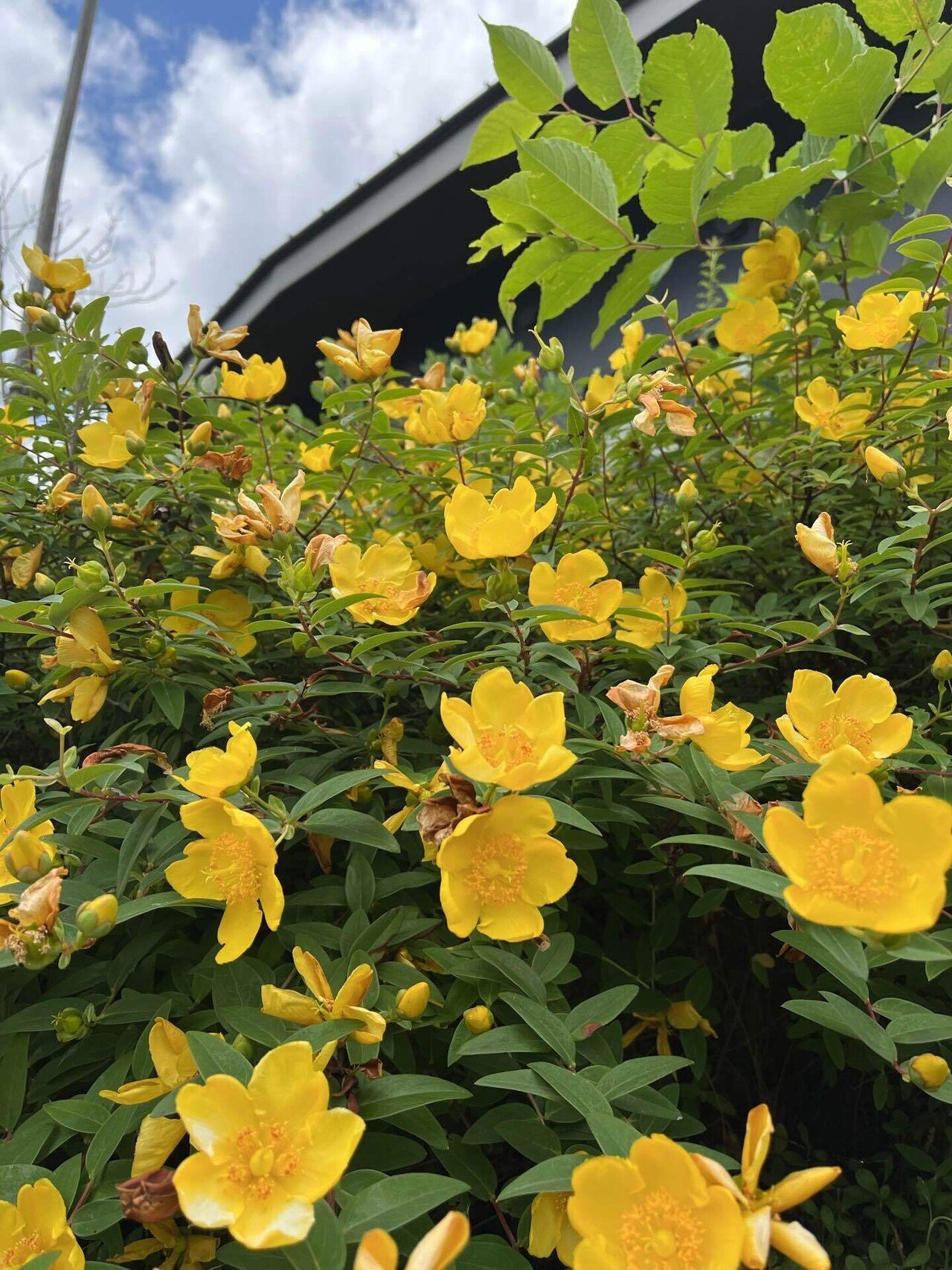 (小紋)大きな花  金糸