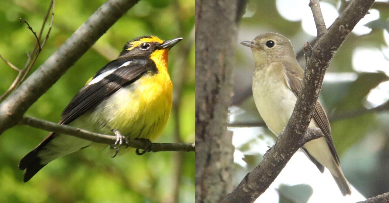 関西の夏の野鳥 - 2023-06｜くまごろう｜note