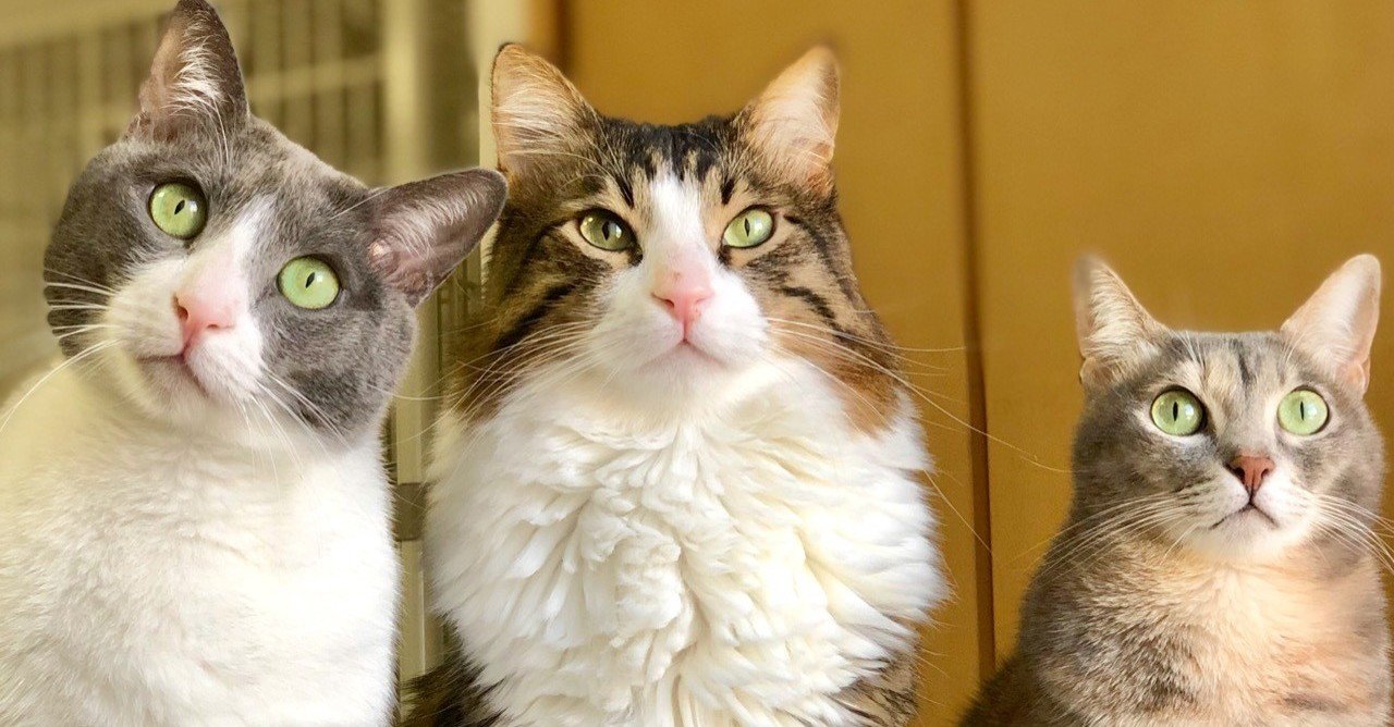 エジプト生まれの捨て猫きょうだいは いかにして日本にやって来たか カフェバグダッド Note エジプト生まれの捨て猫きょうだいは いかにして日本にやって来たか カフェバグダッド Note