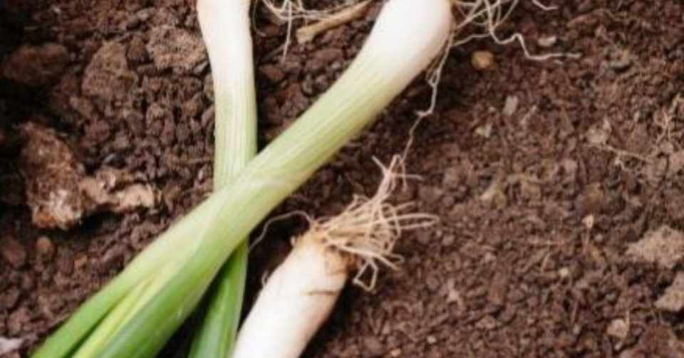 玉ネギ直まき栽培の副産物 野菜栽培レッスンプロの読書ノート 雑記帳 Note