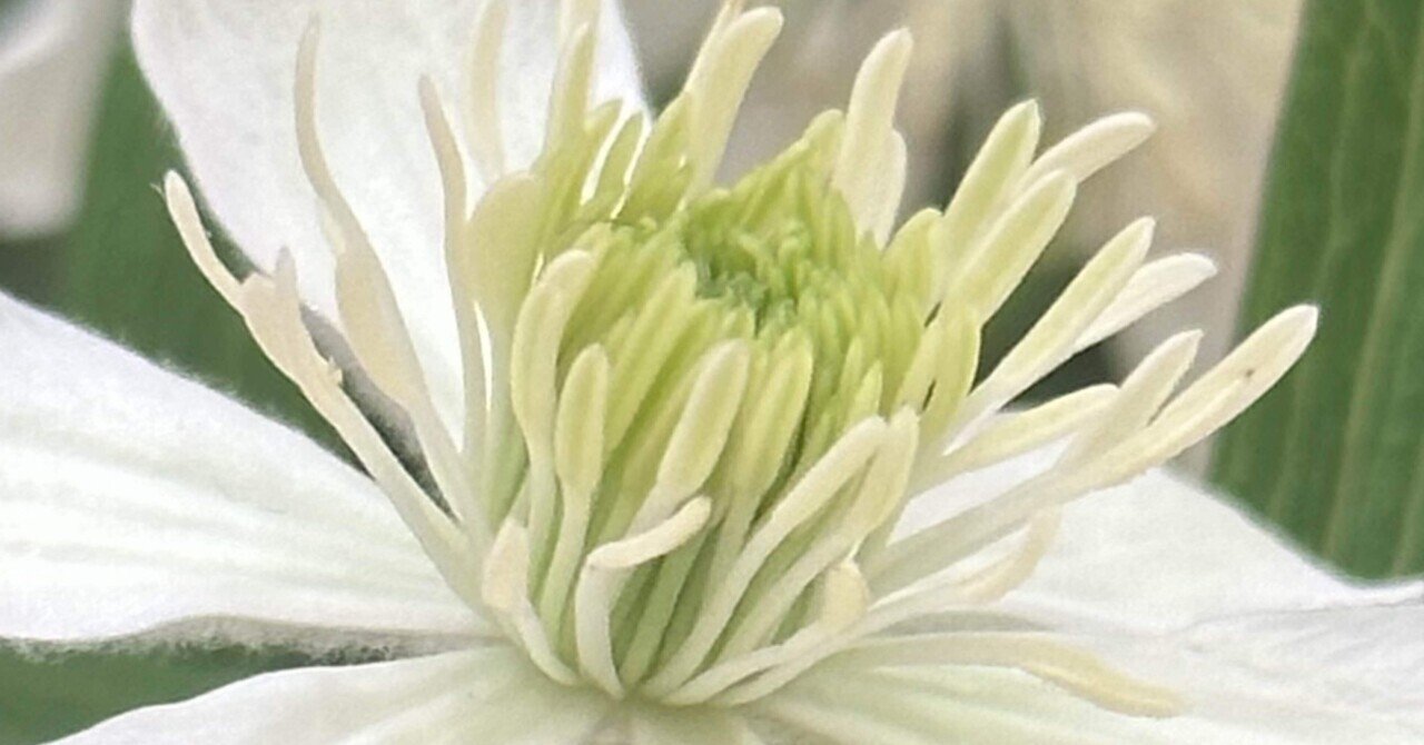 CLEMATIS WHITE JEWEL｜EGGSEED