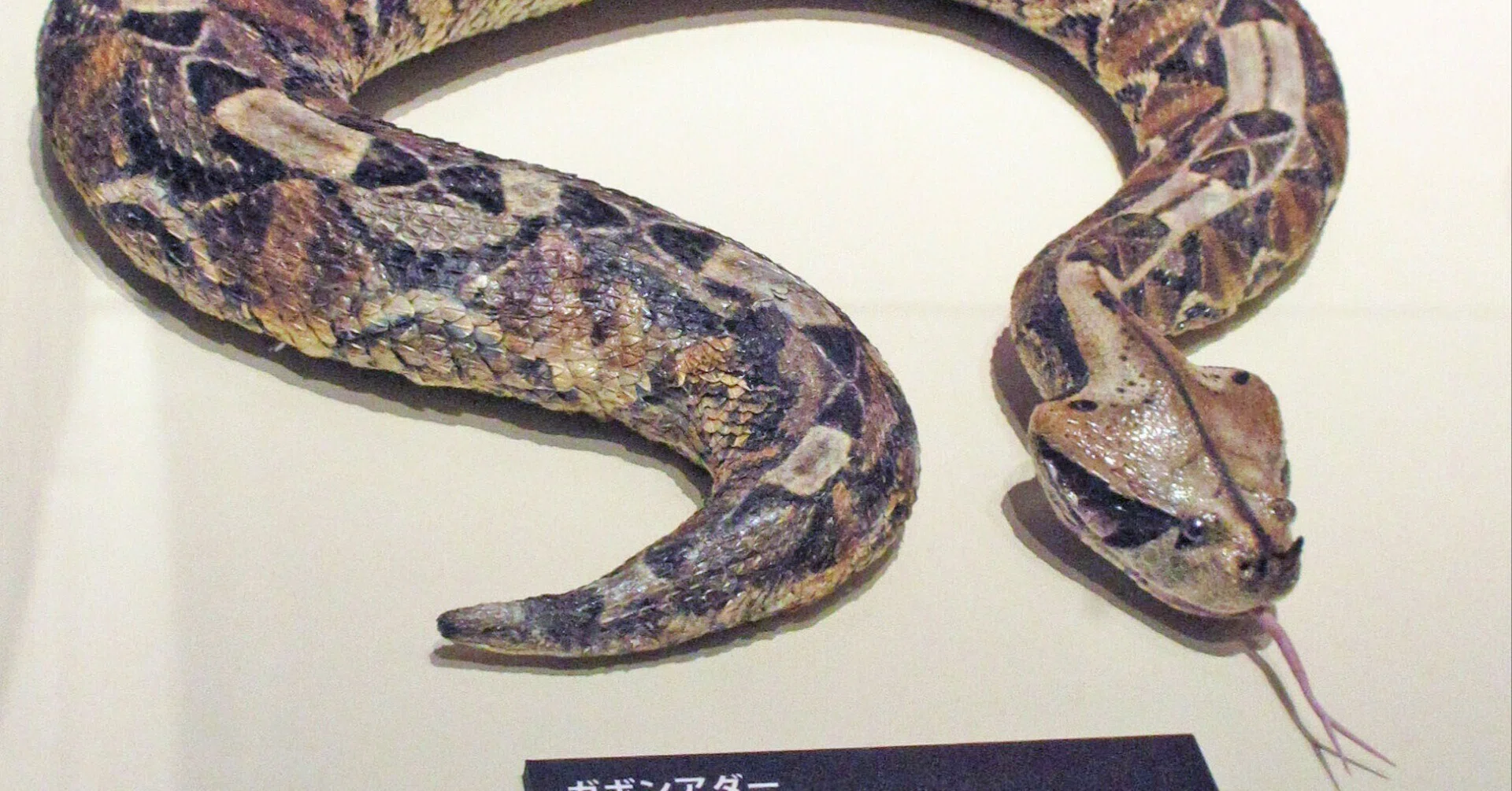 第2章 毒の博物館 2-3 動物の毒のいろいろ―有毒爬虫類・両生類編 第2章 毒の博物館 2-3 動物の毒のいろいろ―有毒爬虫類・両生類編