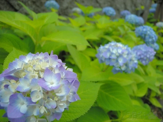 画像11