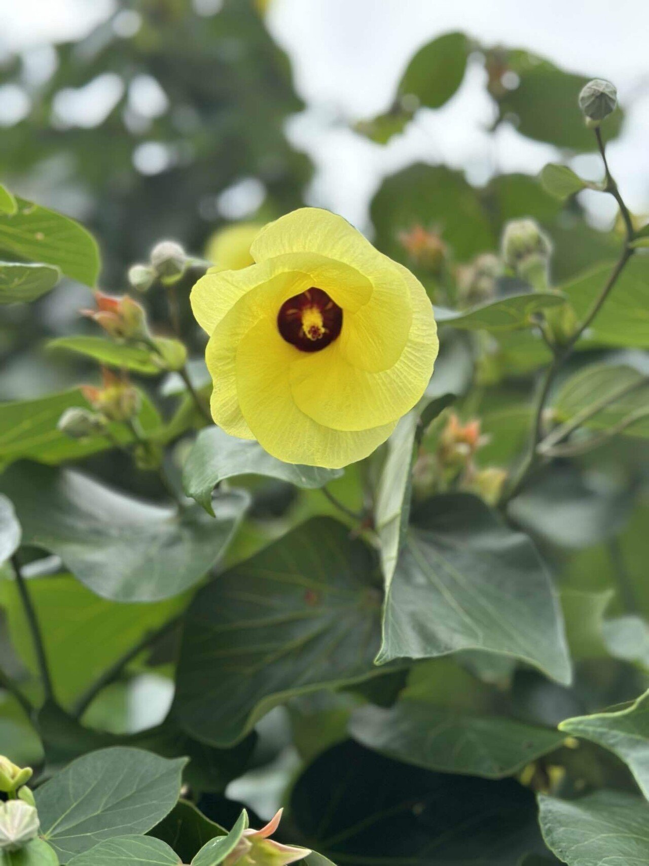 海辺に咲く「ユウナ」が見頃です｜BANTA CAFE＠沖縄 | 横森 | 星野リゾート