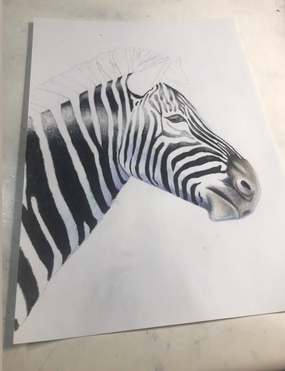 シマウマ｜愛ちゃん石川