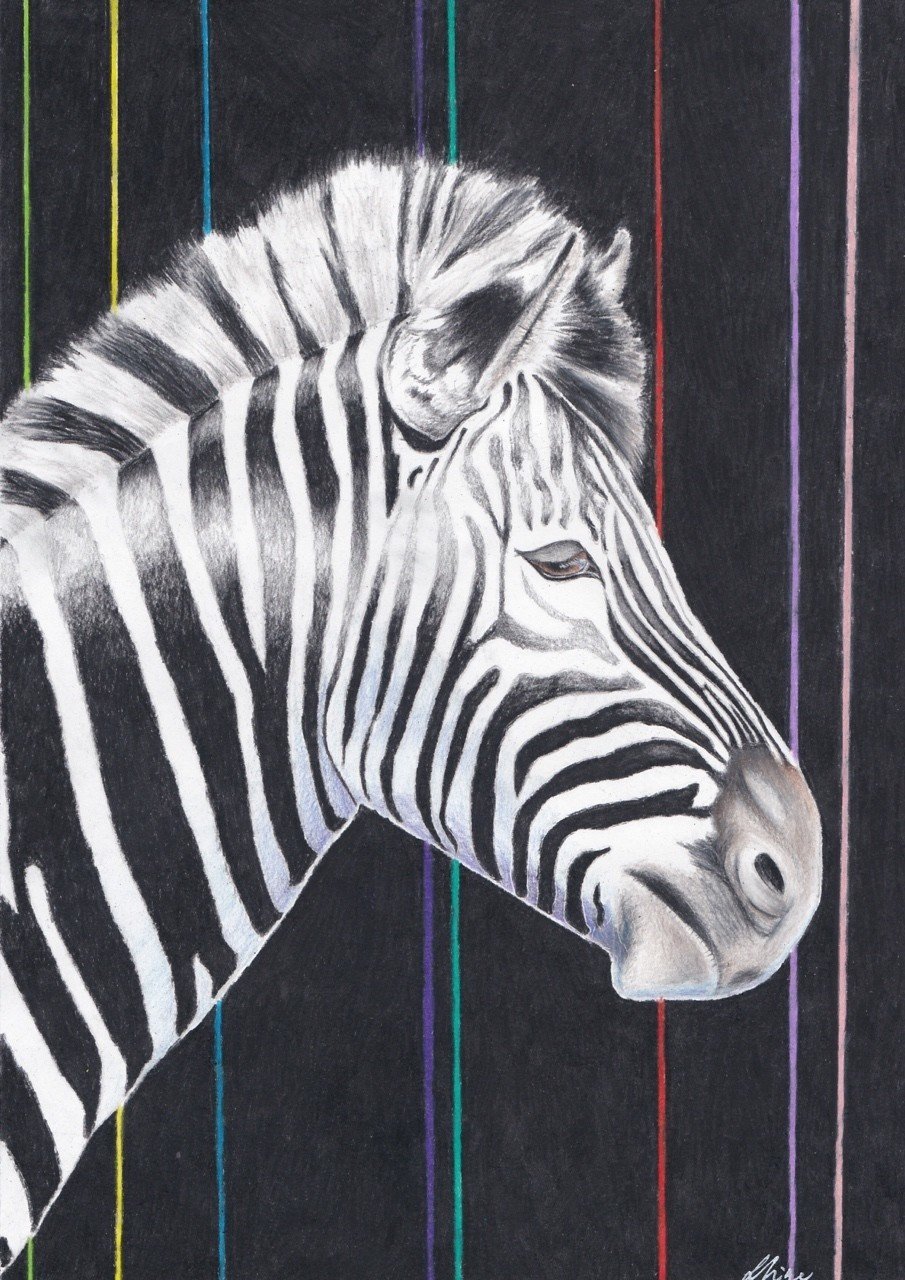 シマウマ｜愛ちゃん石川