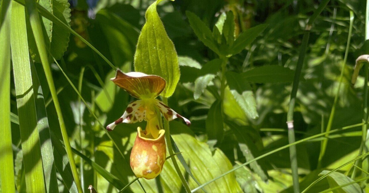 山野草 黄花敦盛草 キバナノアツモリソウ 花芽4 葉芽2 開花中