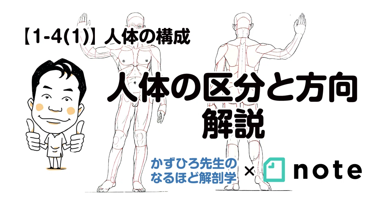 人体の部位名