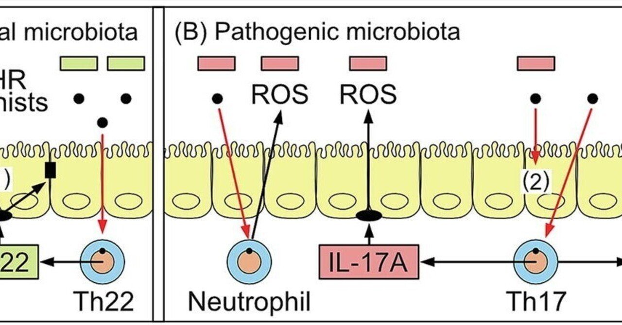アリール炭化水素受容体(AHR):天然アンタゴニストとしてのビタミンB12と葉酸を含む腸内細菌リガンドの理解に向けて