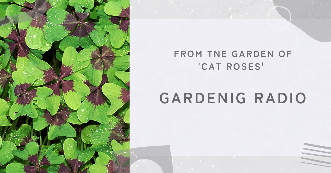 植物の葉裏で起こっていること｜Cat Rose 「Cat rosesの庭より」