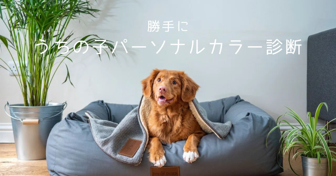 Personal Color Diagnosis for My Pet: Dog Edition ⑥｜co+ (コプラス)