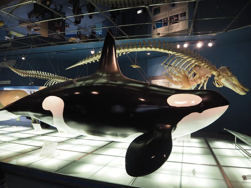 No 10 名古屋港水族館 前編 あり Note