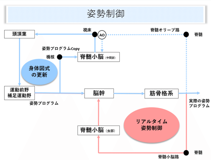 脳画像×運動失調⑨｜はらかずみ