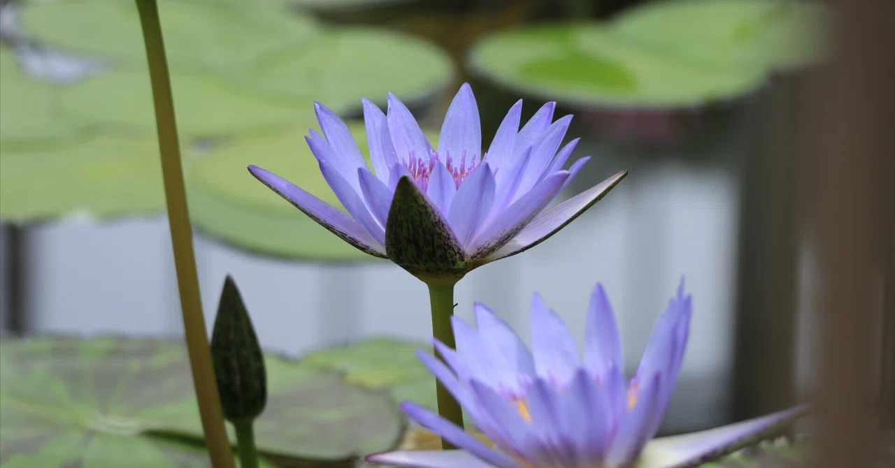 季節の花で涼む。|MK@道楽カメラ
