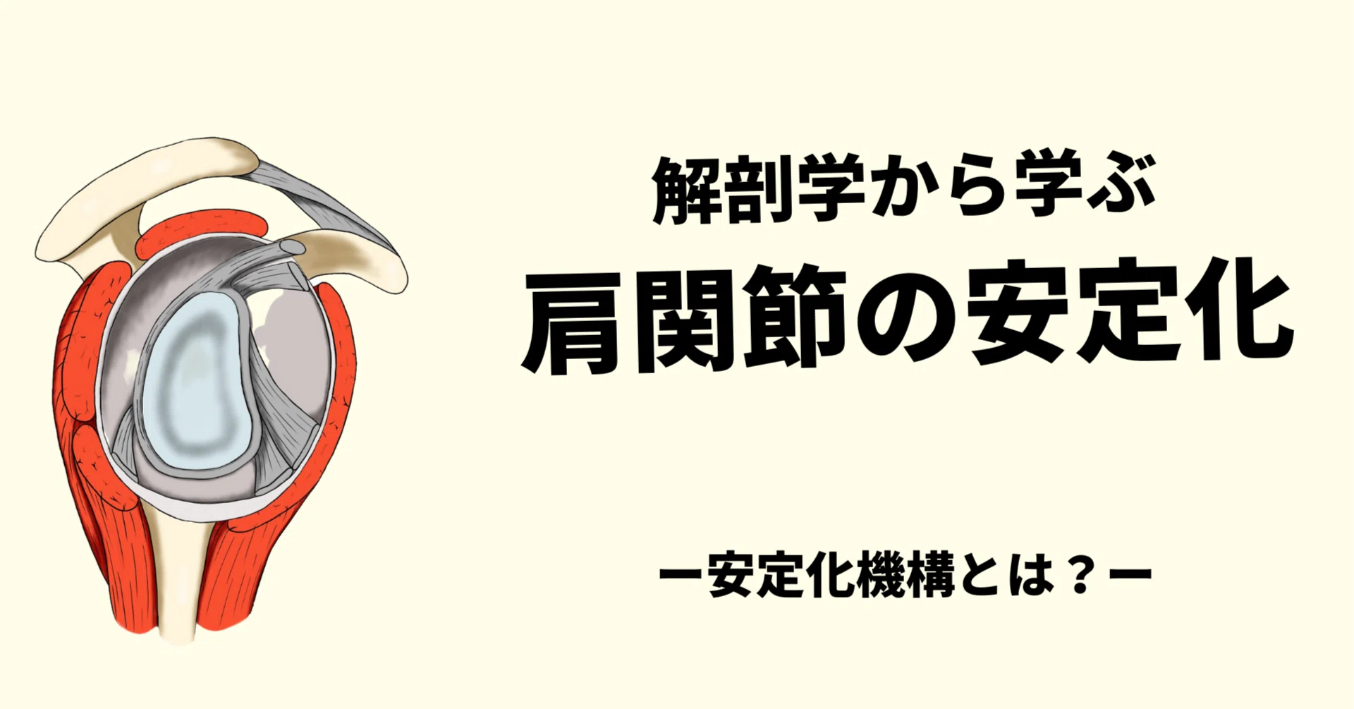 解剖学から学ぶ肩関節の安定化｜小林龍樹＠理学療法士
