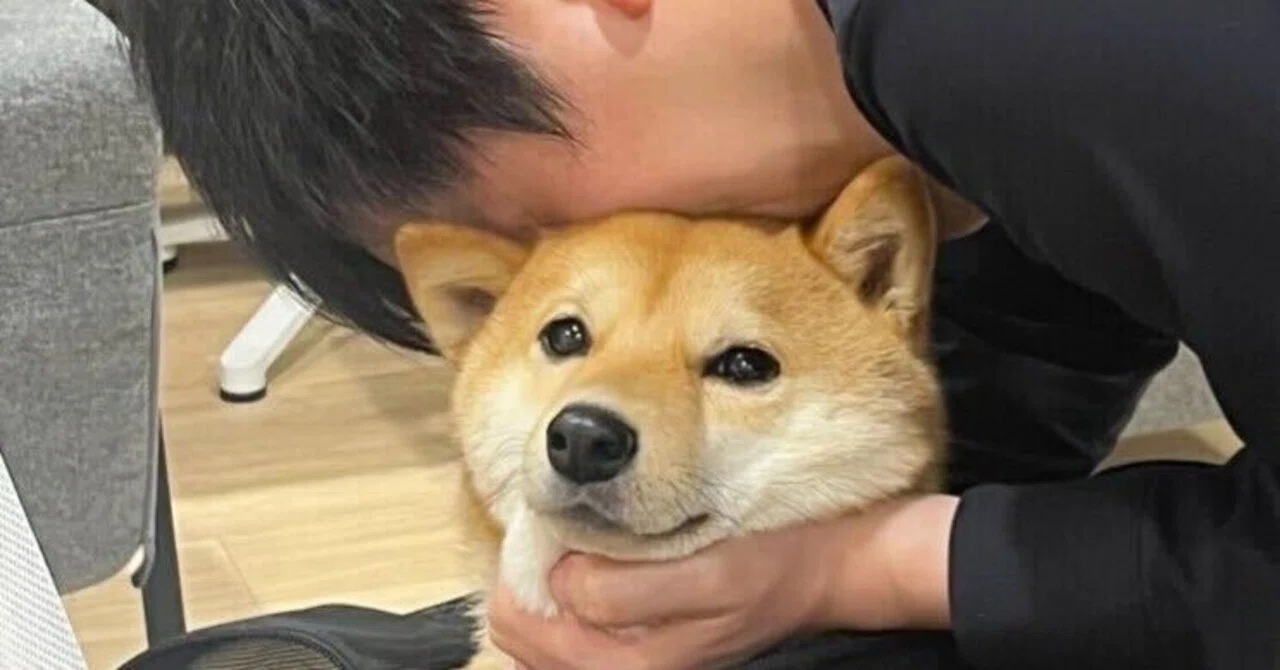 愛犬と同伴出社できるバイオフィリア】社長のいぬ吸い写真のツイッター
