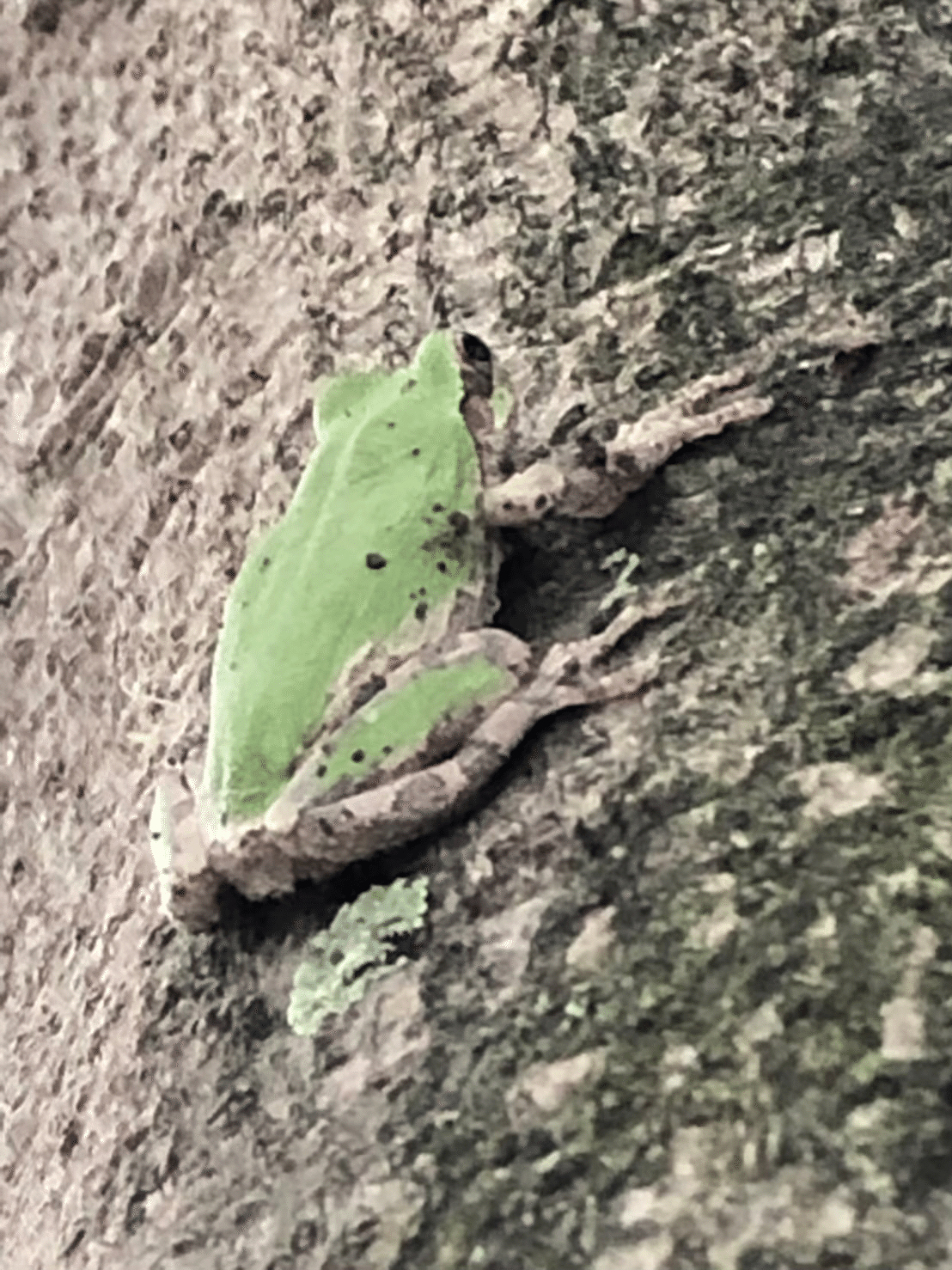 JAPANESE TREE FROG｜EGGSEED