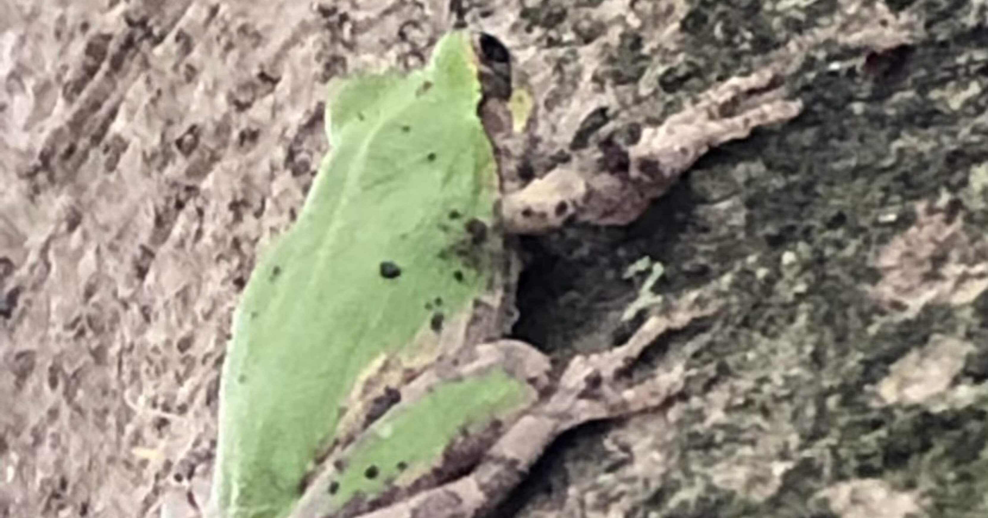 JAPANESE TREE FROG｜EGGSEED