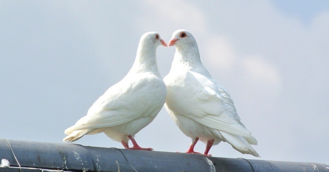吉兆の到来をあらわす、八幡神の使い「鳩」-『神々の意思を伝える動物