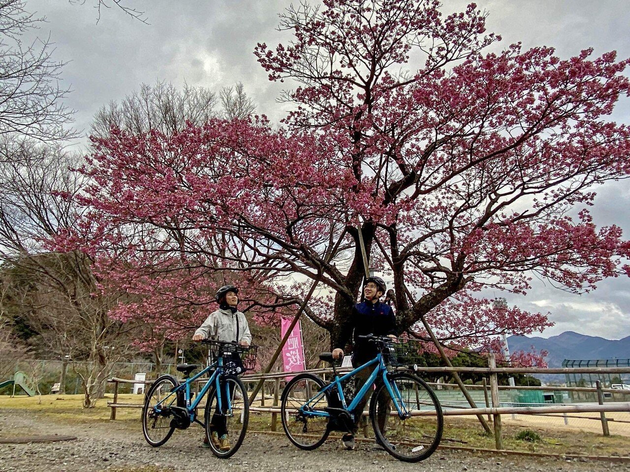 Cycling223 Ep2 土肥桜まつり＆ぶらぶらポタリング SURUGA Cycle