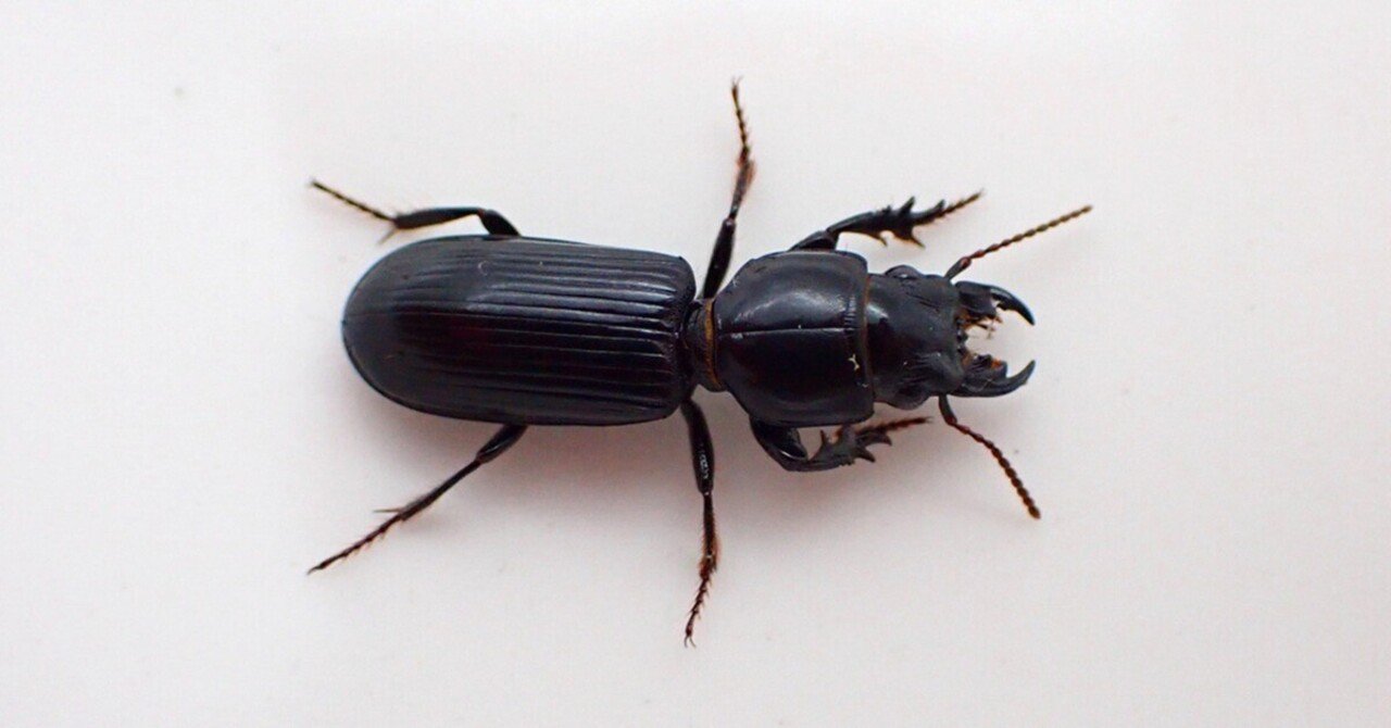 ベトナム産　ヒョウタンゴミムシセット　38-44mm rectangle_large_type_2_6c8c547