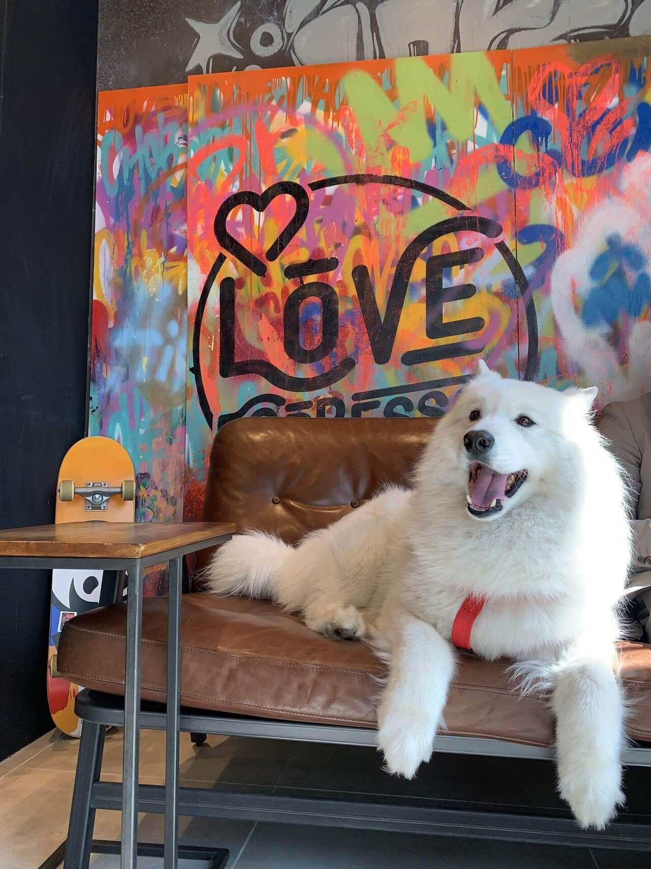 love dogs☕️🐶｜Love espresso