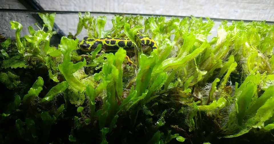 自分癒しの小さな森 第2段 パルダリウムを作った 雑記 こゆるぎさん Note