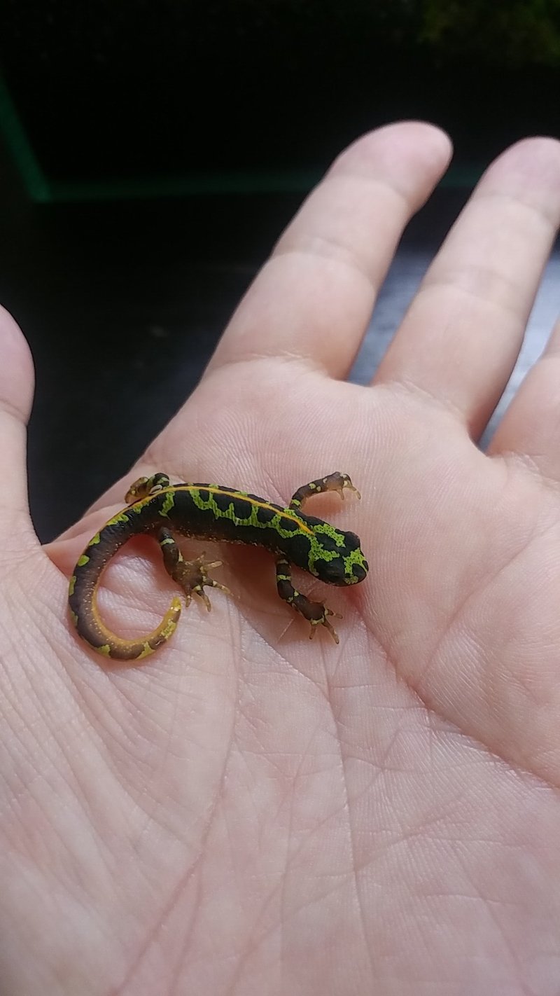 自分癒しの小さな森 第2段 パルダリウムを作った 雑記 こゆるぎさん Note 自分癒しの小さな森 第2段 パルダリウムを作った 雑記 こゆるぎさん Note