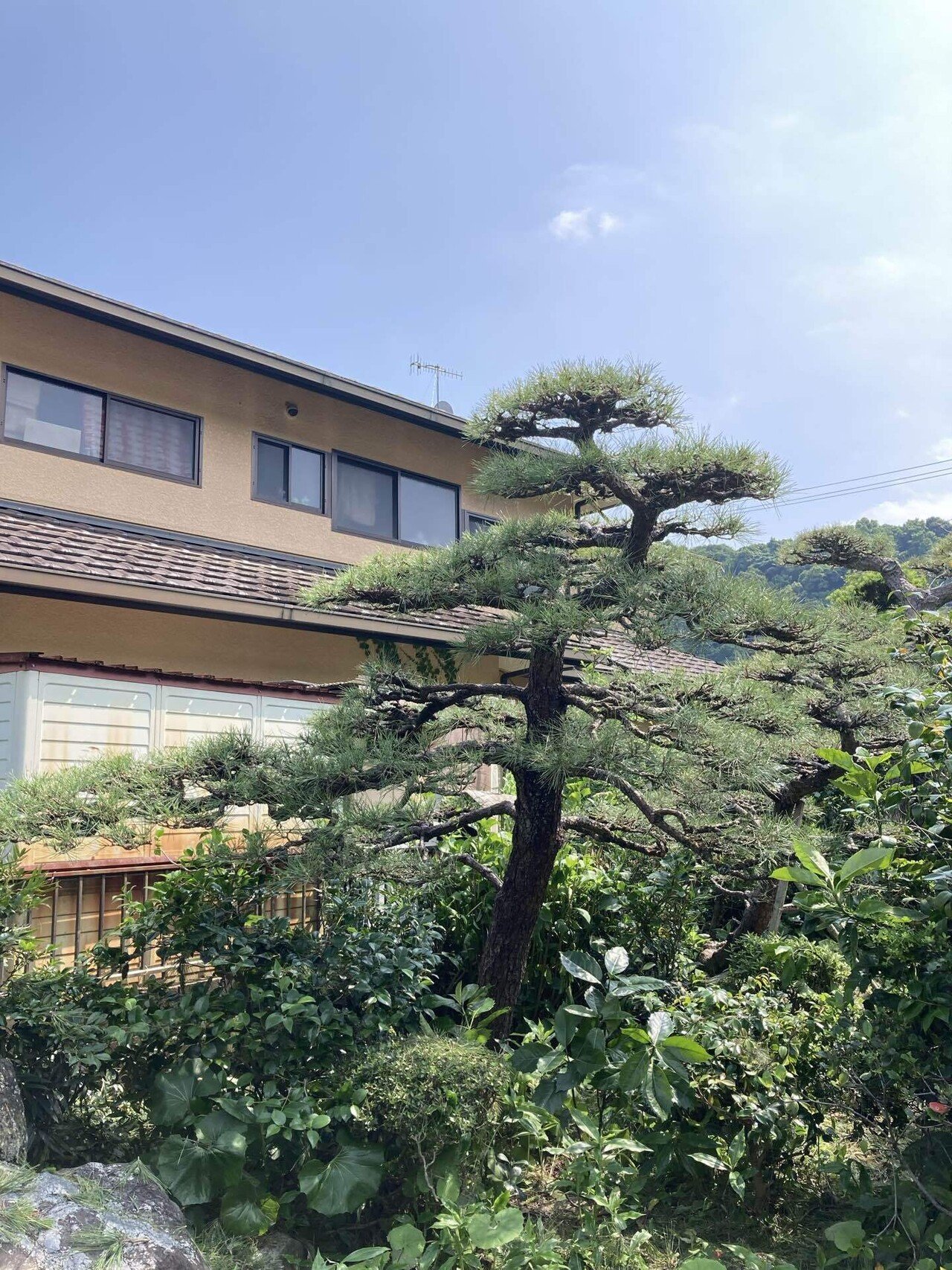 健康な松 中型 独特な樹形 健康な松 中型 独特な樹形