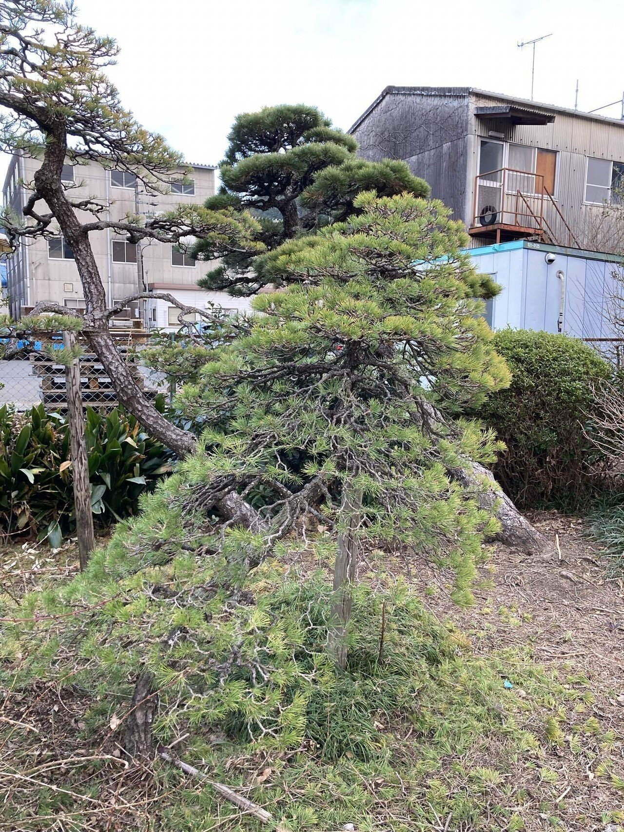 健康な松 中型 独特な樹形 健康な松 中型 独特な樹形