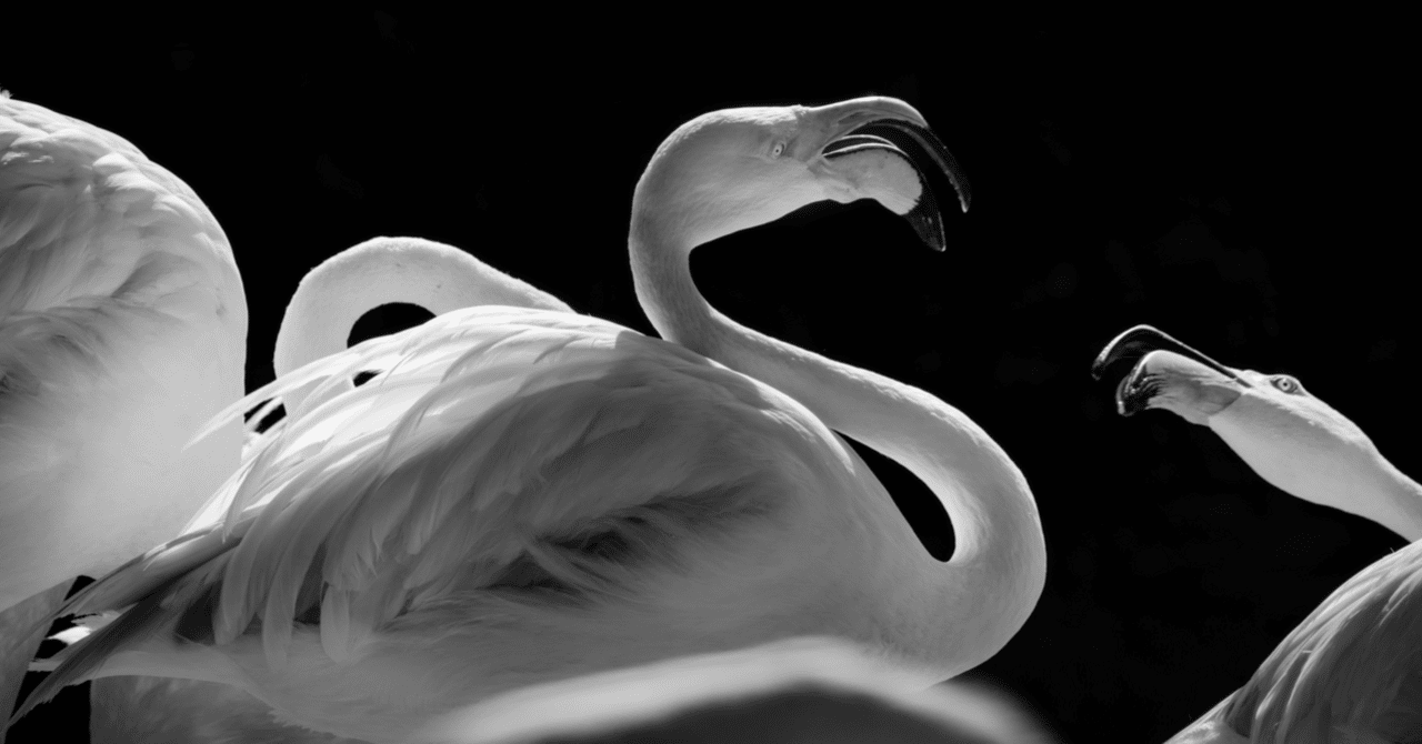 モノクロにするには理由がある｜サノ マユミ