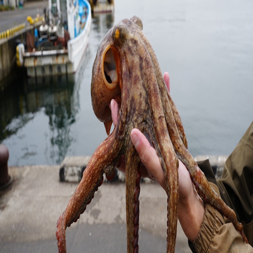 エギタコ釣り🐙 茨城県大洗・那珂湊エリア モンスター現るか