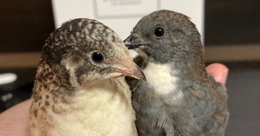 d1a86c9979adcee1d49b42d4acfcd9