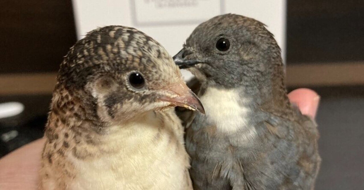 環境エンリッチメント ヒメウズラの健やかな生活を考える｜ひめうずら