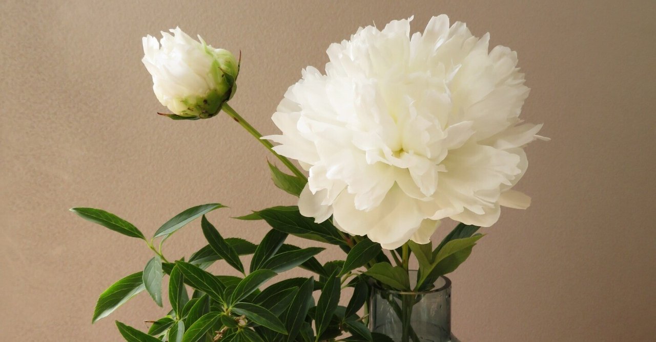 ♡さま専用　芍薬　白雪姫　苗　05〜10 6点おまとめ ♡さま専用 芍薬 白雪姫 苗 05〜10 6点おまとめ