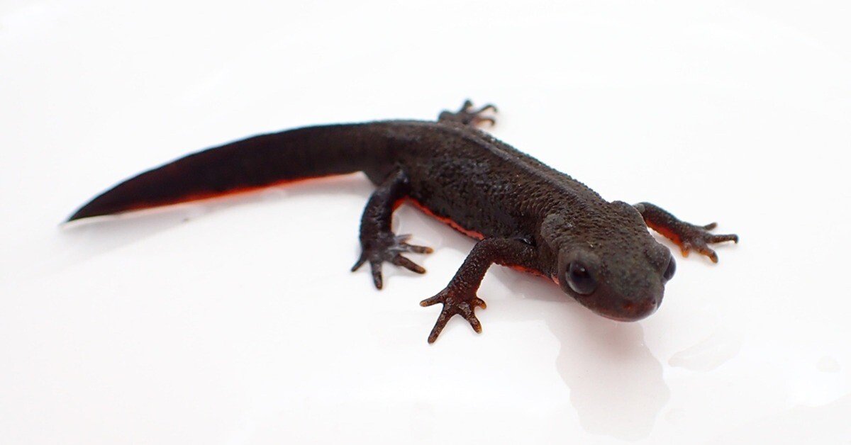 アカハライモリ｜Hinata