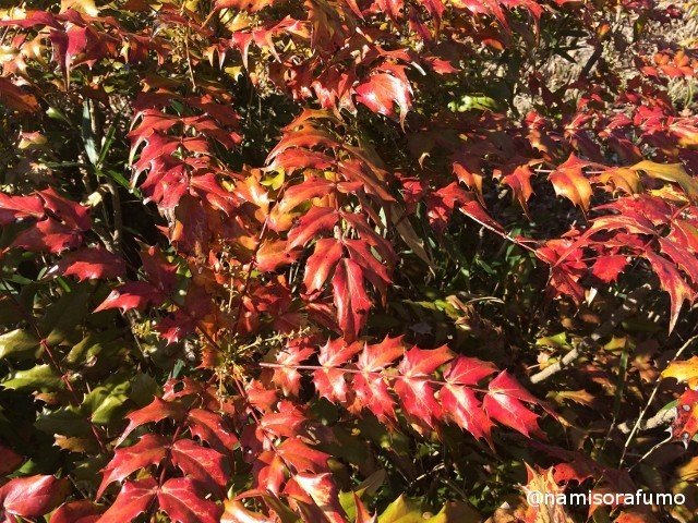 春 紅の葉 柊 ひいらぎ ナミソラフウモ Note