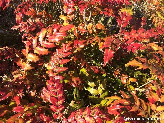 春 紅の葉 柊 ひいらぎ ナミソラフウモ Note