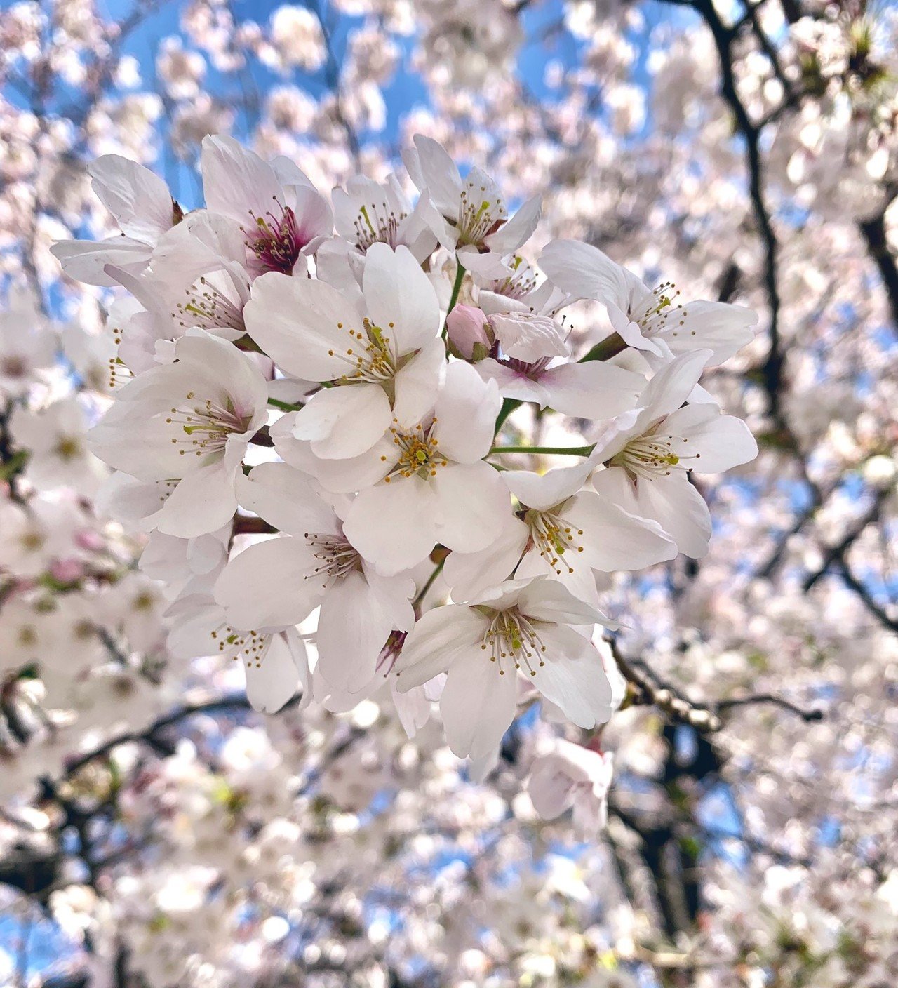 春が来て桜が咲く その花を見るだけで なんだか心洗われ希望が湧く気がしてしまうから不思議 めこたん 漫画 イラスト Note