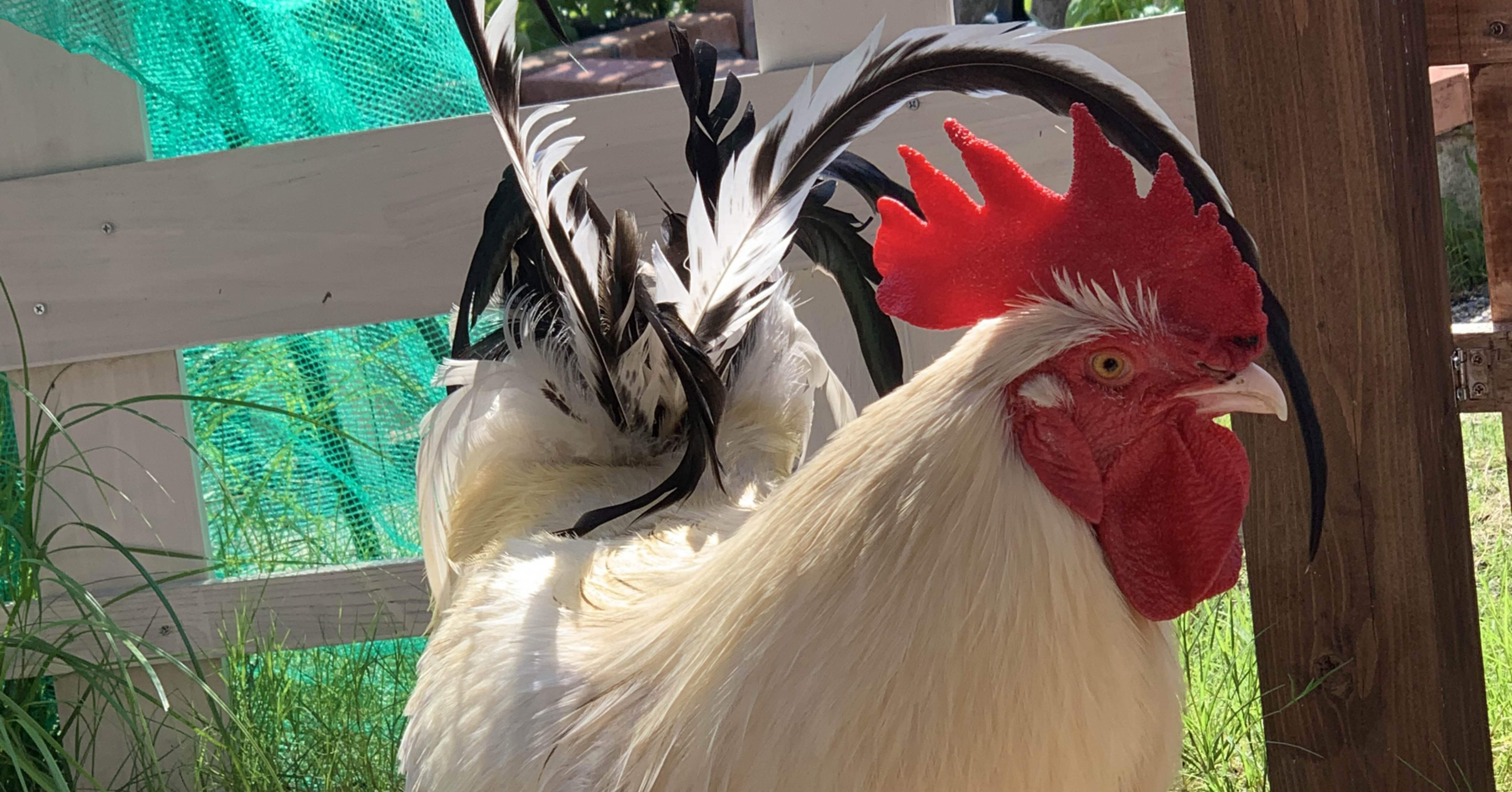 【秋の庭のなかで】人間国宝ホメンコのペトリキウカ・プレート 40cm 鶏と暮らす。｜fourtailsfox