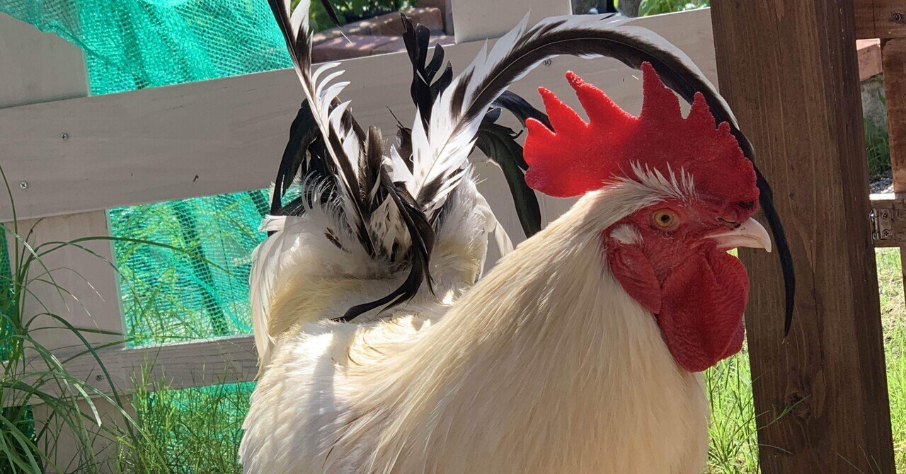 鶏と暮らす。｜fourtailsfox