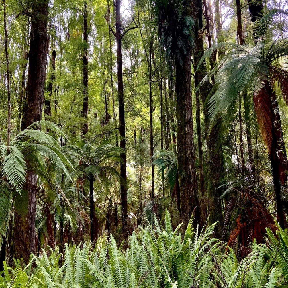 ニュージーランドでブナ林を探そう その④ 〜地図は森がつくる