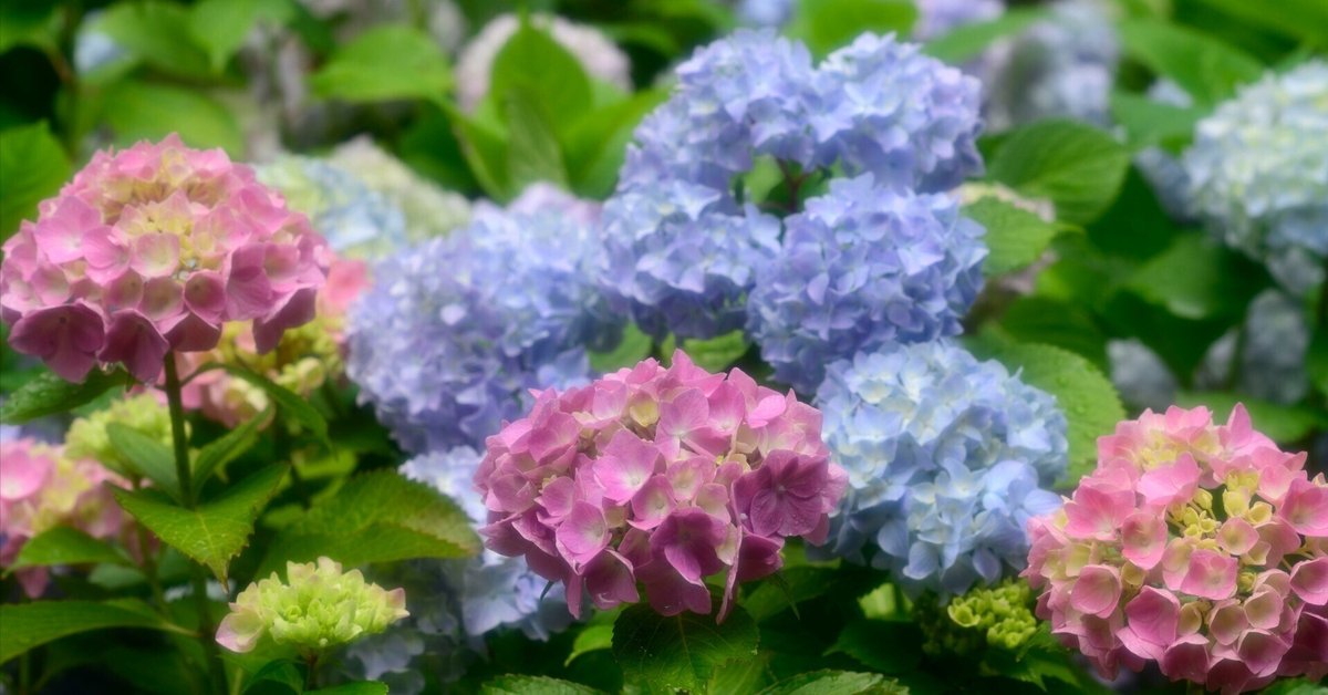 紫陽花の森と癒し｜神戸の写真家カズ
