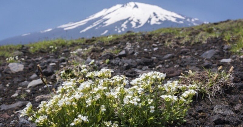 富士山自然図鑑③（ラジオ原稿）「 移動する植物?!フジハタザオ」※無料